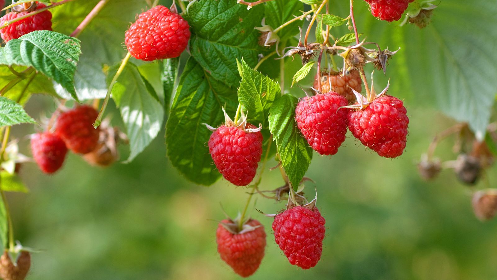 When to transplant raspberries – for a bountiful raspberry patch