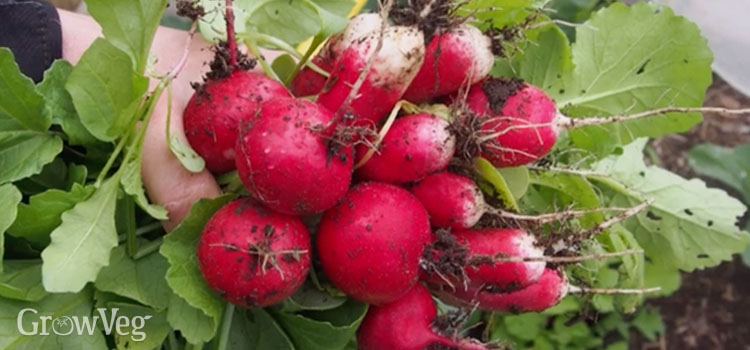 When to harvest radishes – how to pick this hardy easy-to-grow root vegetable