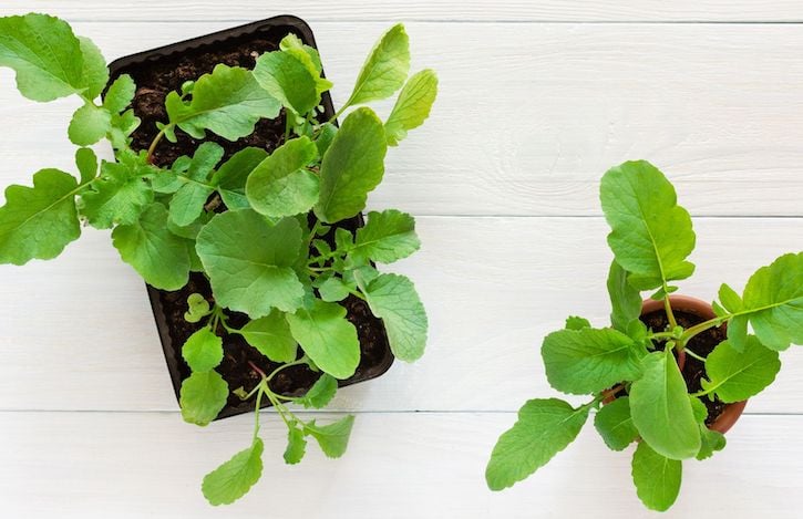 Can you grow radishes in containers