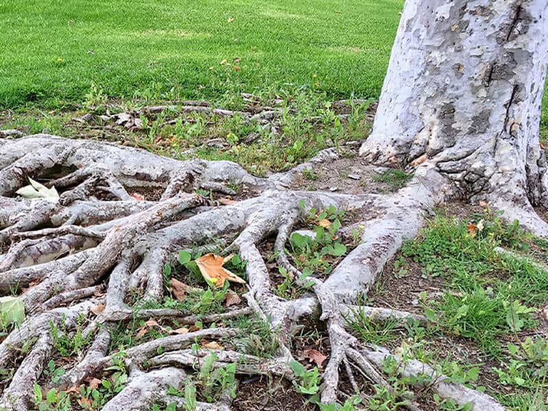 How to kill tree roots – in backyards and pipework