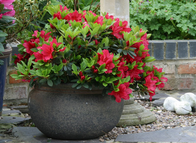 When to plant azaleas – in pots and borders