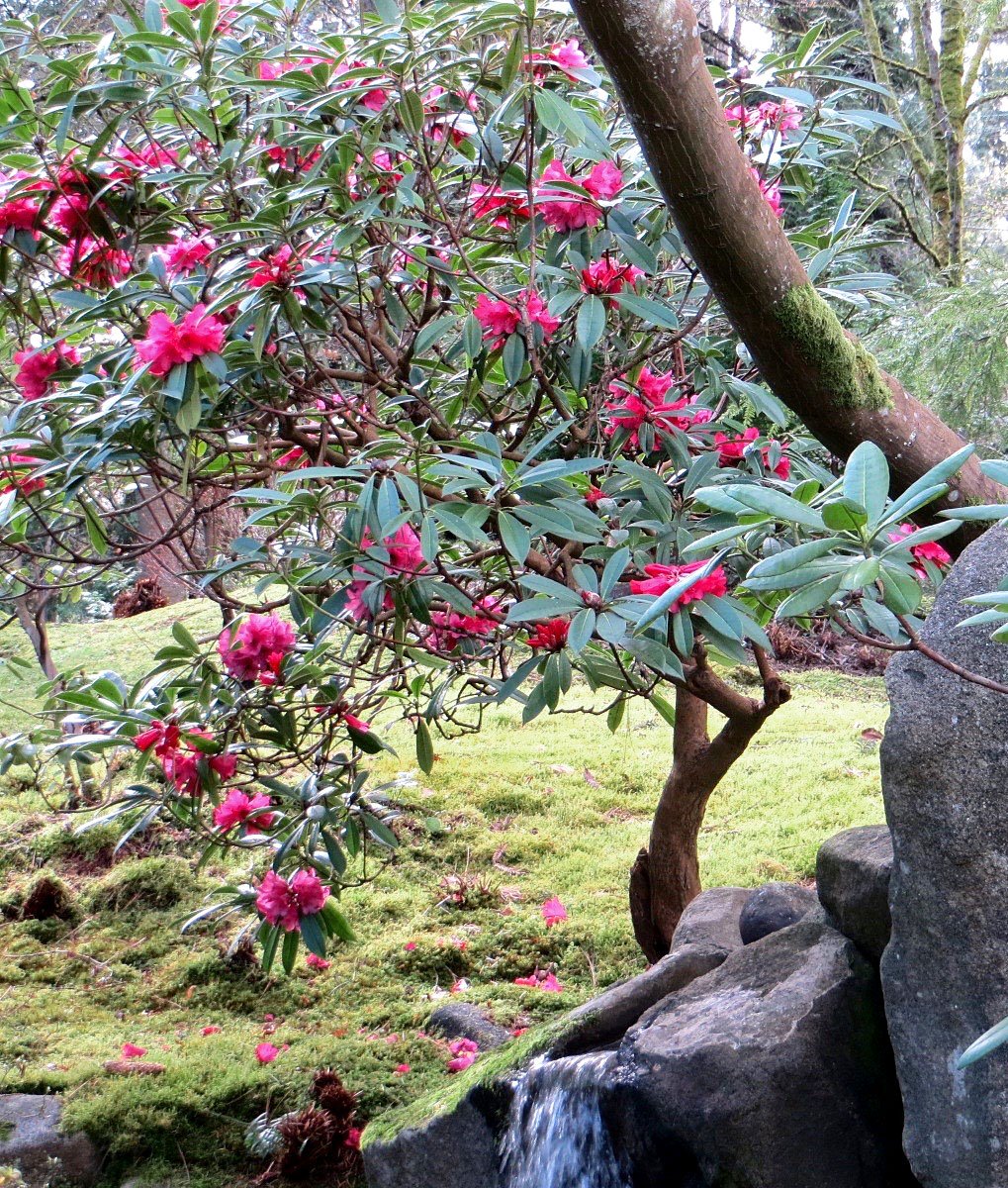 How to prune rhododendrons – for the best results
