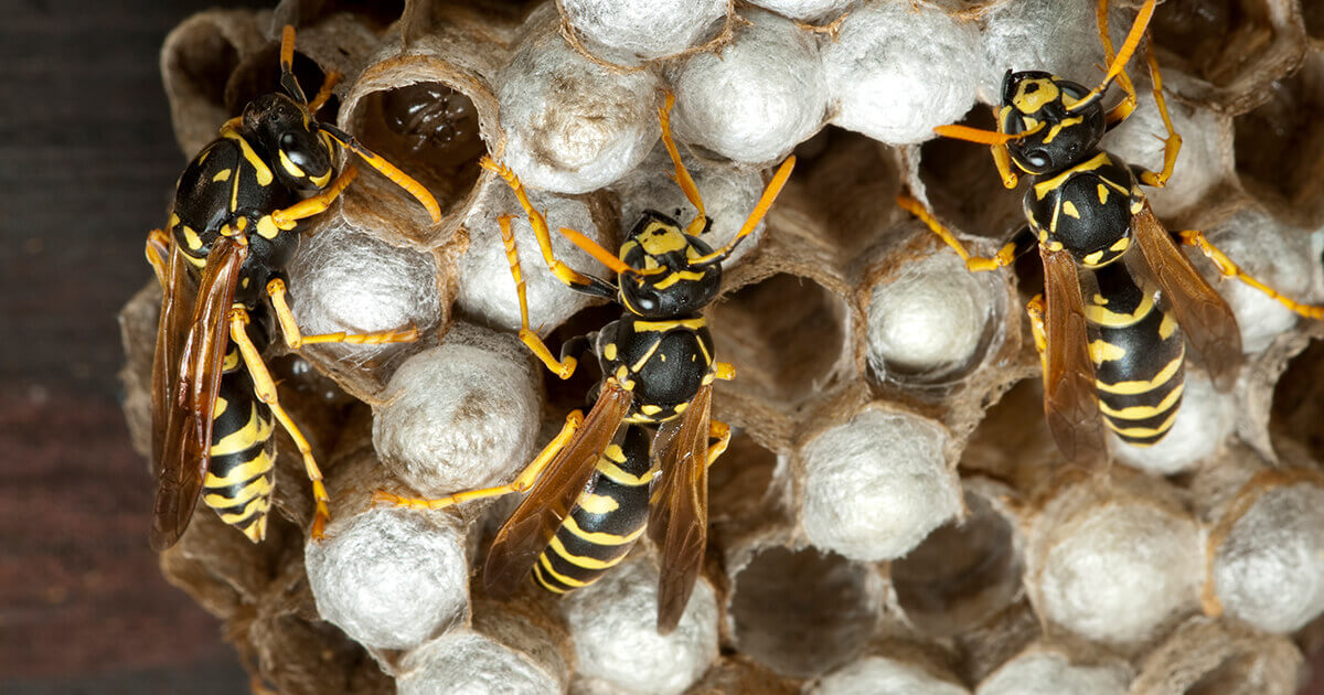 3. Create a homemade wasp trap