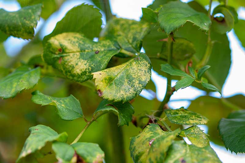 7 Pests are damaging your roses
