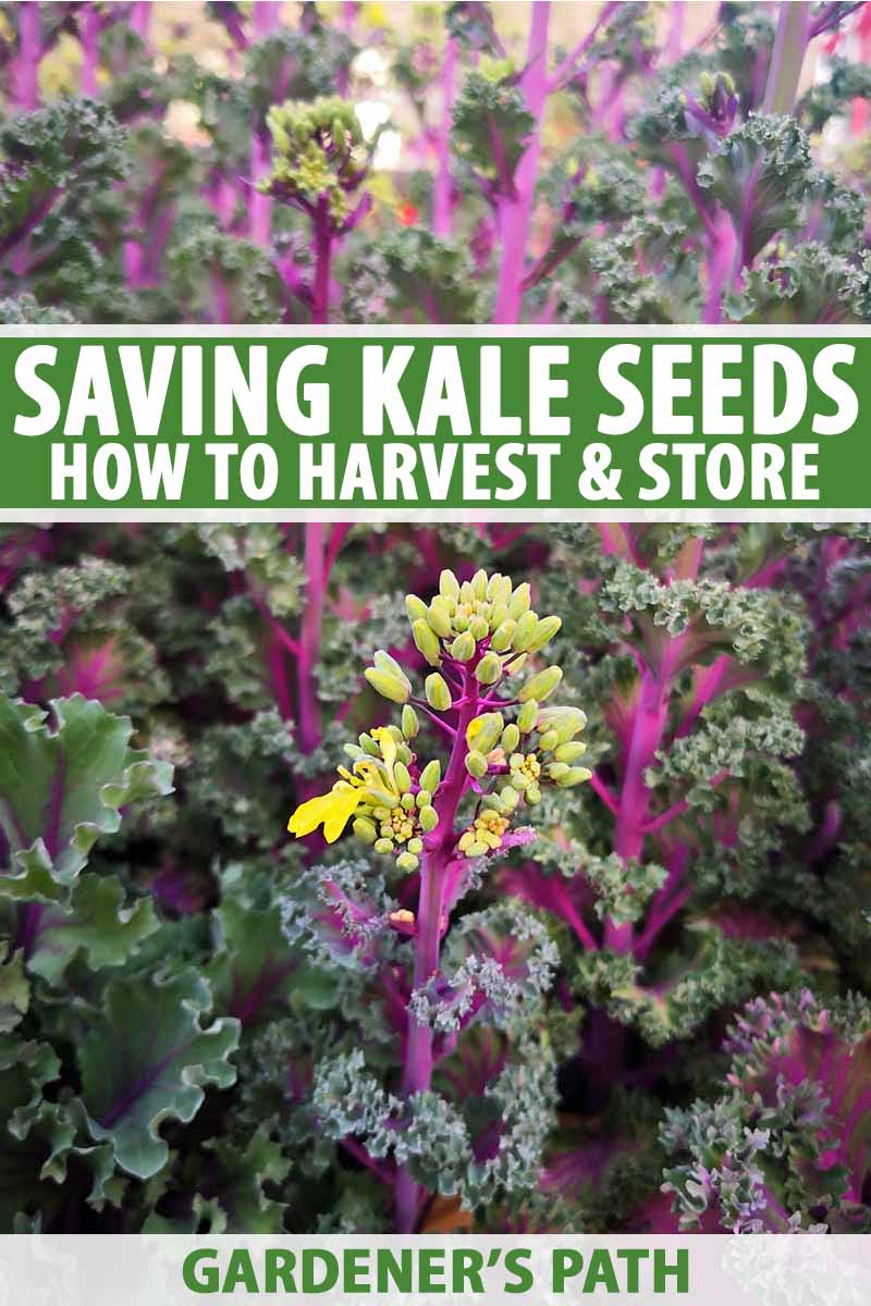 Starting kale indoors