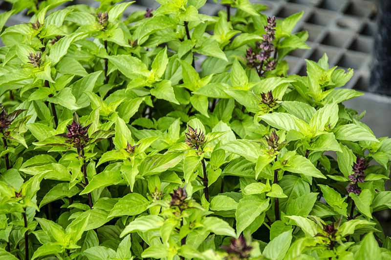 How to grow Thai basil from seed