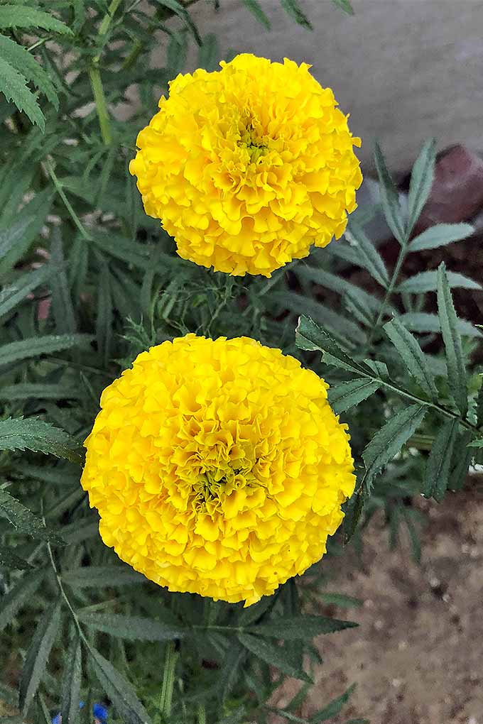 How often should you water your marigolds after they are established