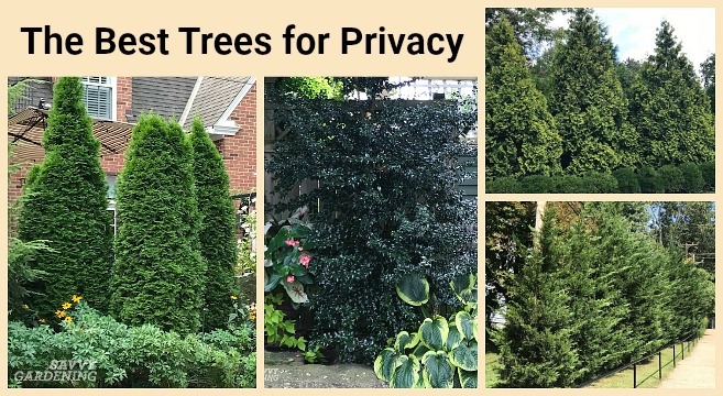 Maintenance and Pruning