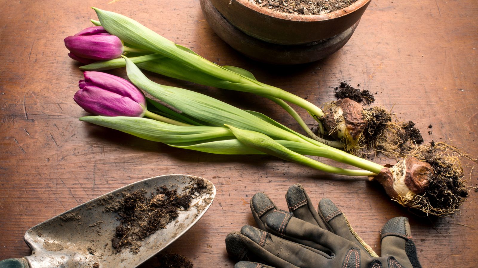 Can you plant tulip bulbs in spring?
