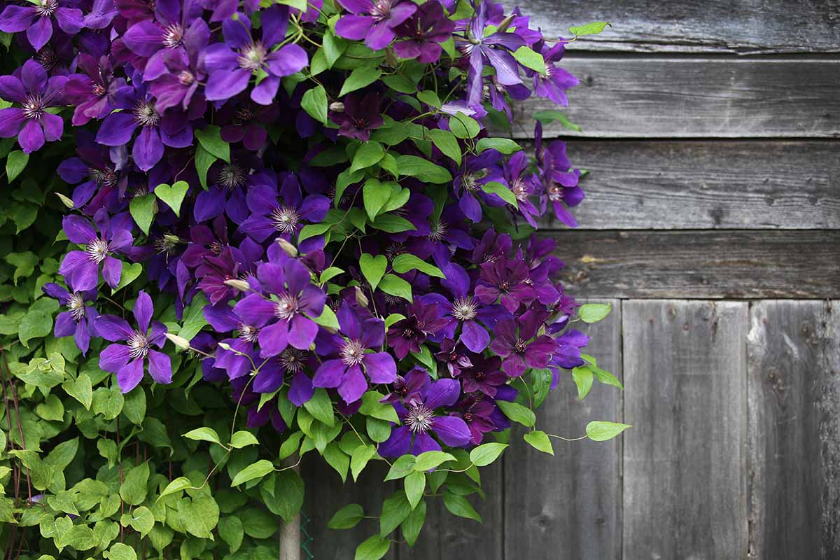 Step 1: Know your clematis group