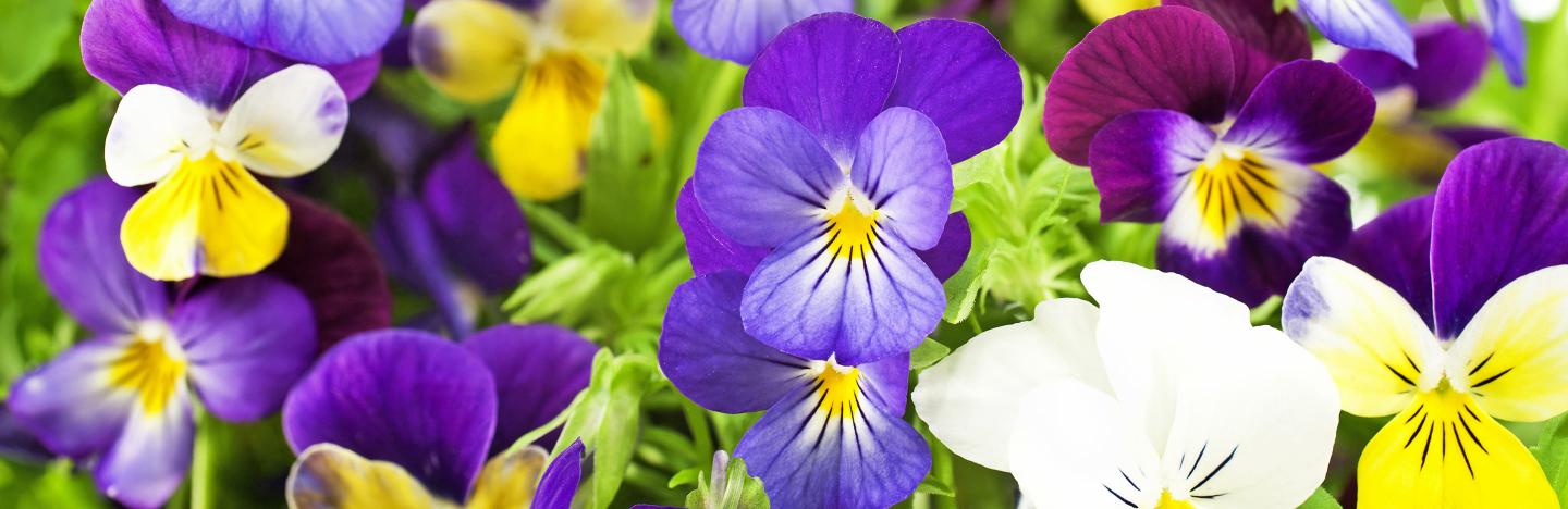 How to propagate pansies and violas – 3 easy ways