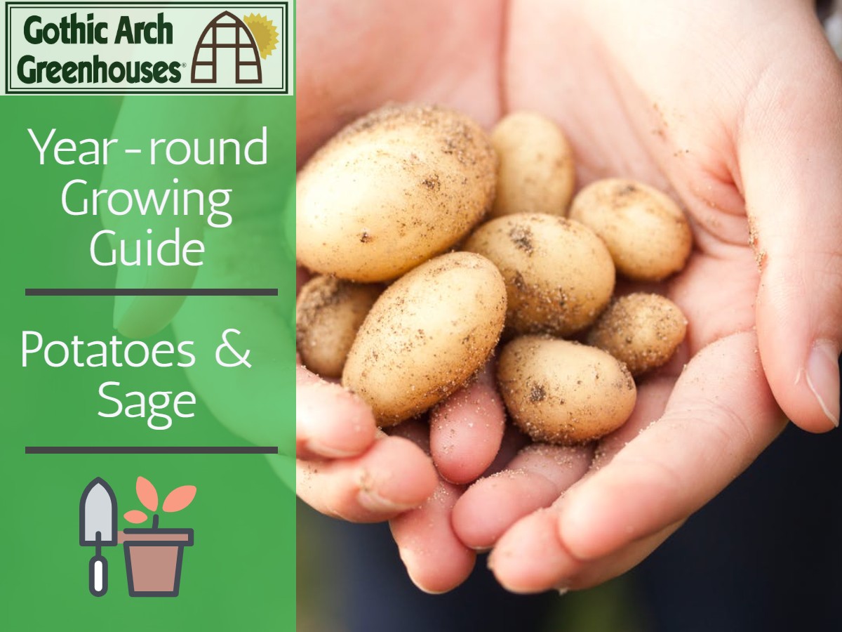 Expert tips for growing your potatoes indoors