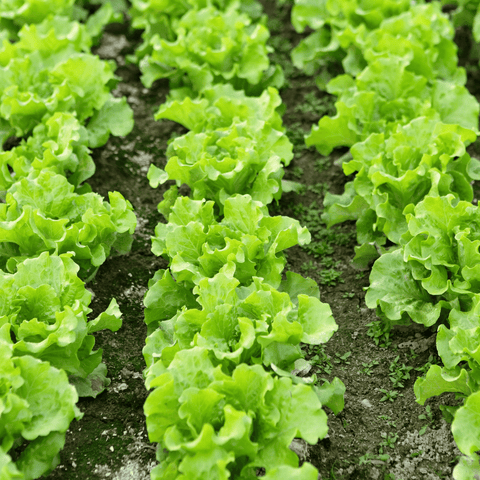 How to grow lettuce – plant and care for iceberg lettuce and other varieties