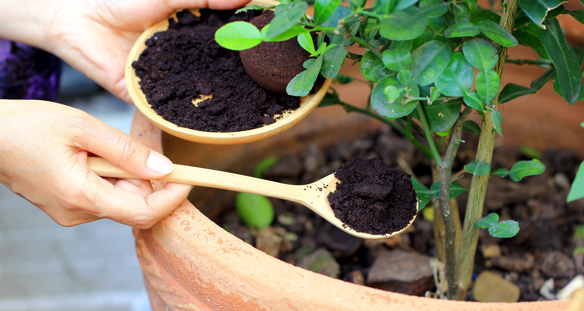 How to make plant fertilizer – 7 natural methods to try