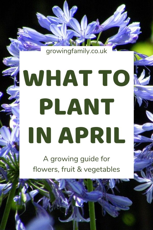 What to plant in April – the best flowers vegetables and fruit to grow this month