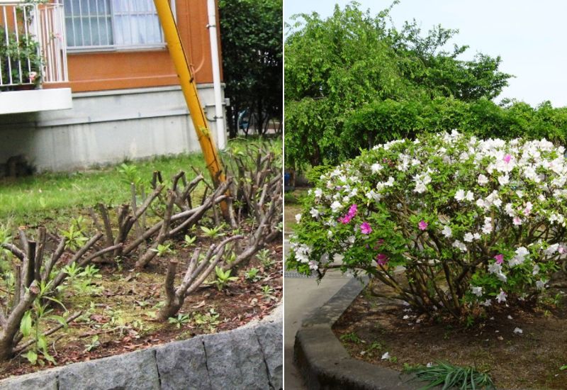 How to prune azaleas – to keep them healthy and beautiful
