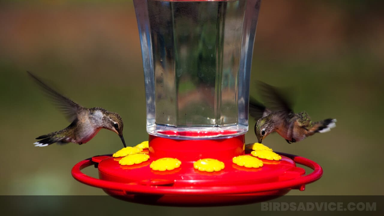 Attracting hummingbirds at the right time