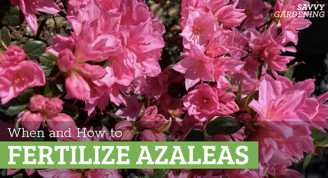 What is the best fertilizer for azaleas