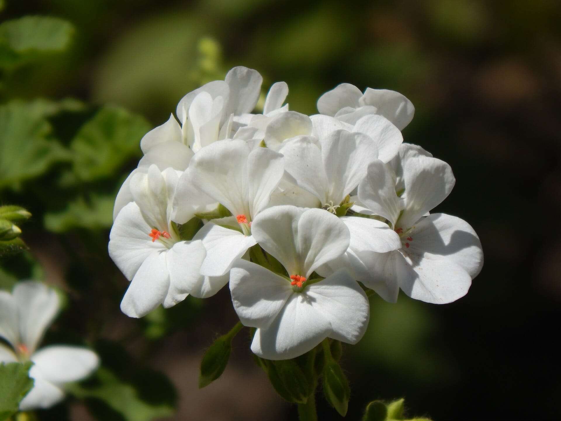5 ways to keep geraniums blooming