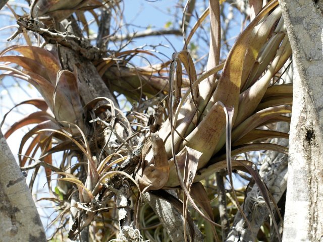 5 reasons your air plant is turning brown