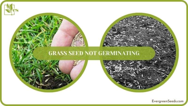 Why is my grass seed not germinating Experts reveal the common reasons and solutions