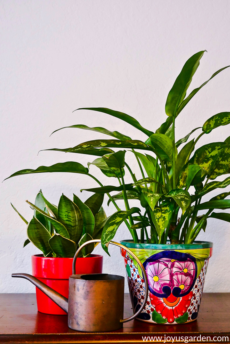 Best winter houseplants – 21 plants to grow indoors in winter