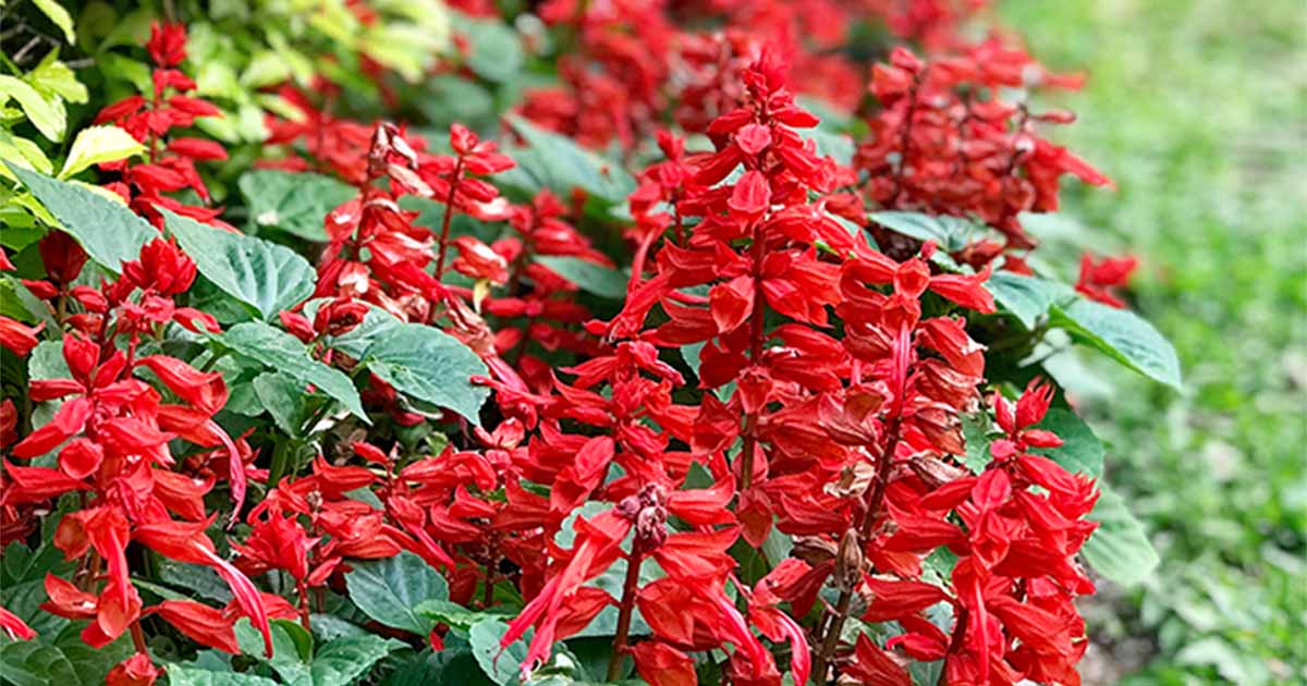 How to grow salvias – an elegant addition to any garden