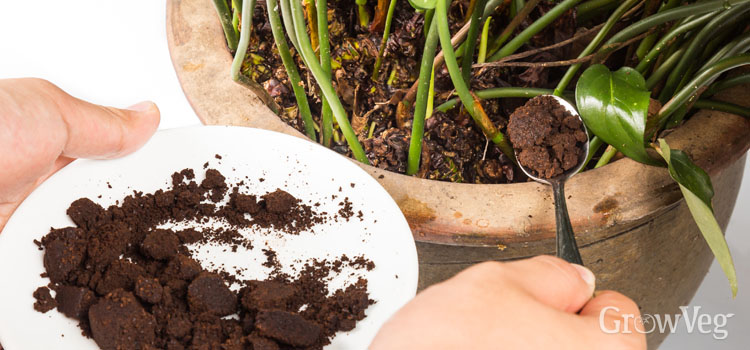 Coffee grounds for plants the natural way to boost growth