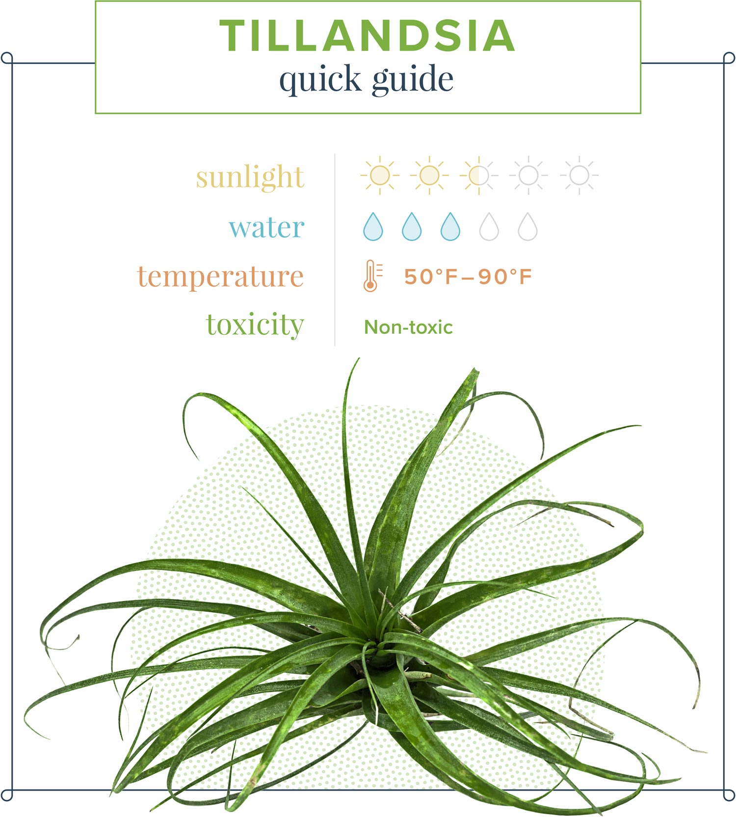 How to water an air plant by misting