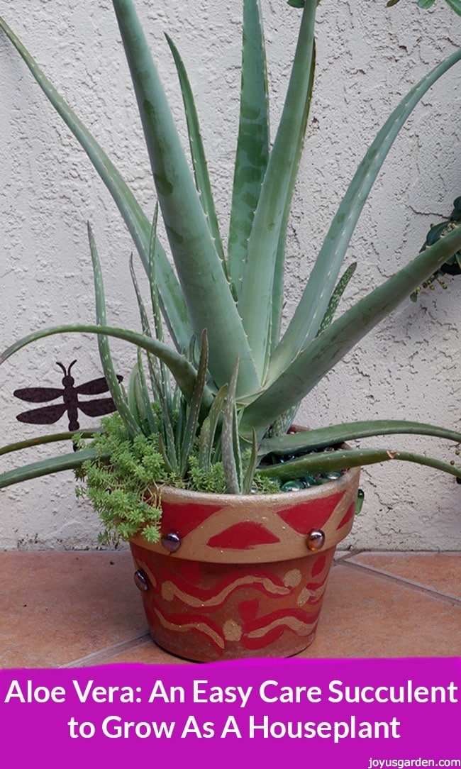 Signs your aloe vera plant needs watering