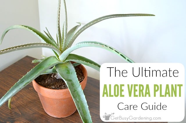 How often should I water an aloe plant Expert tips for a superb succulent