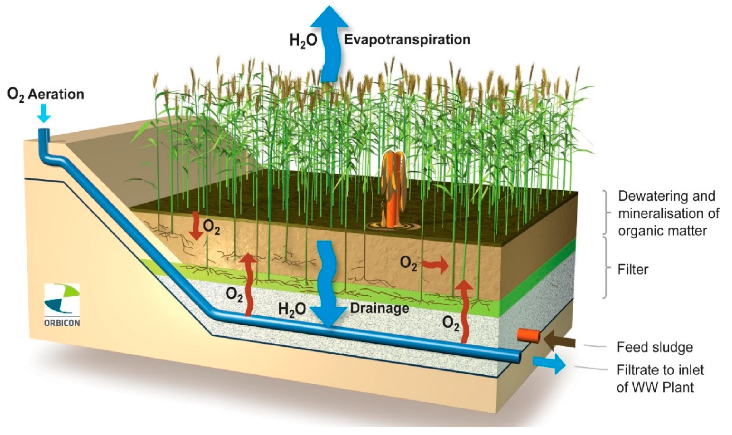 What is a reed bed sewage system – and how does it work