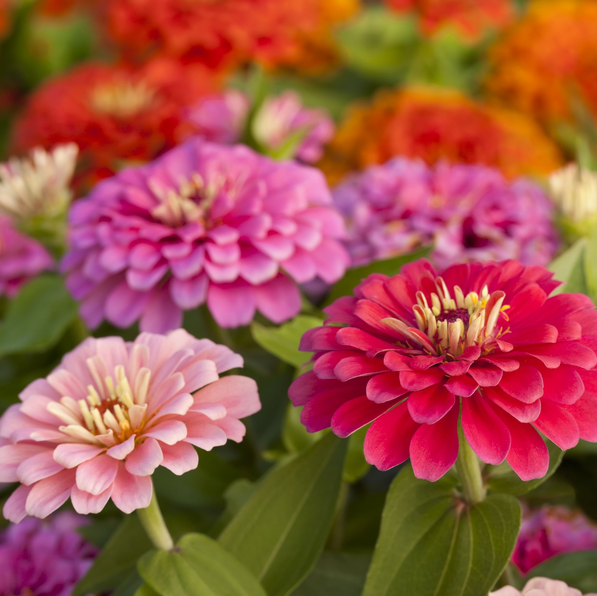 How to grow zinnias for beginners