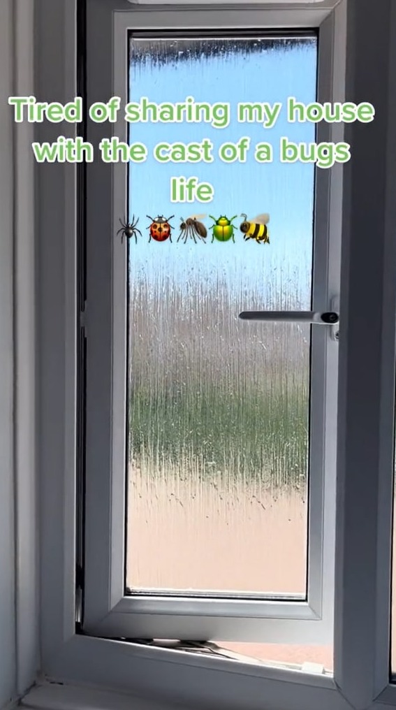 How to keep bugs out of a bedroom when sleeping with an open window
