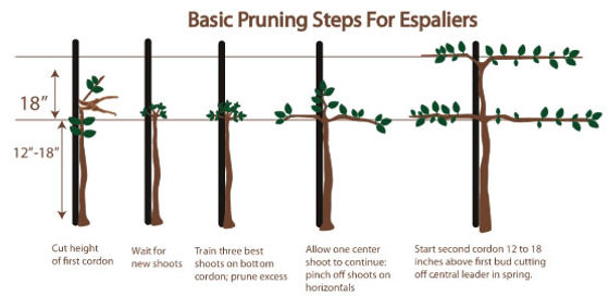 Pruning espalier apple trees – how and when to complete this essential task
