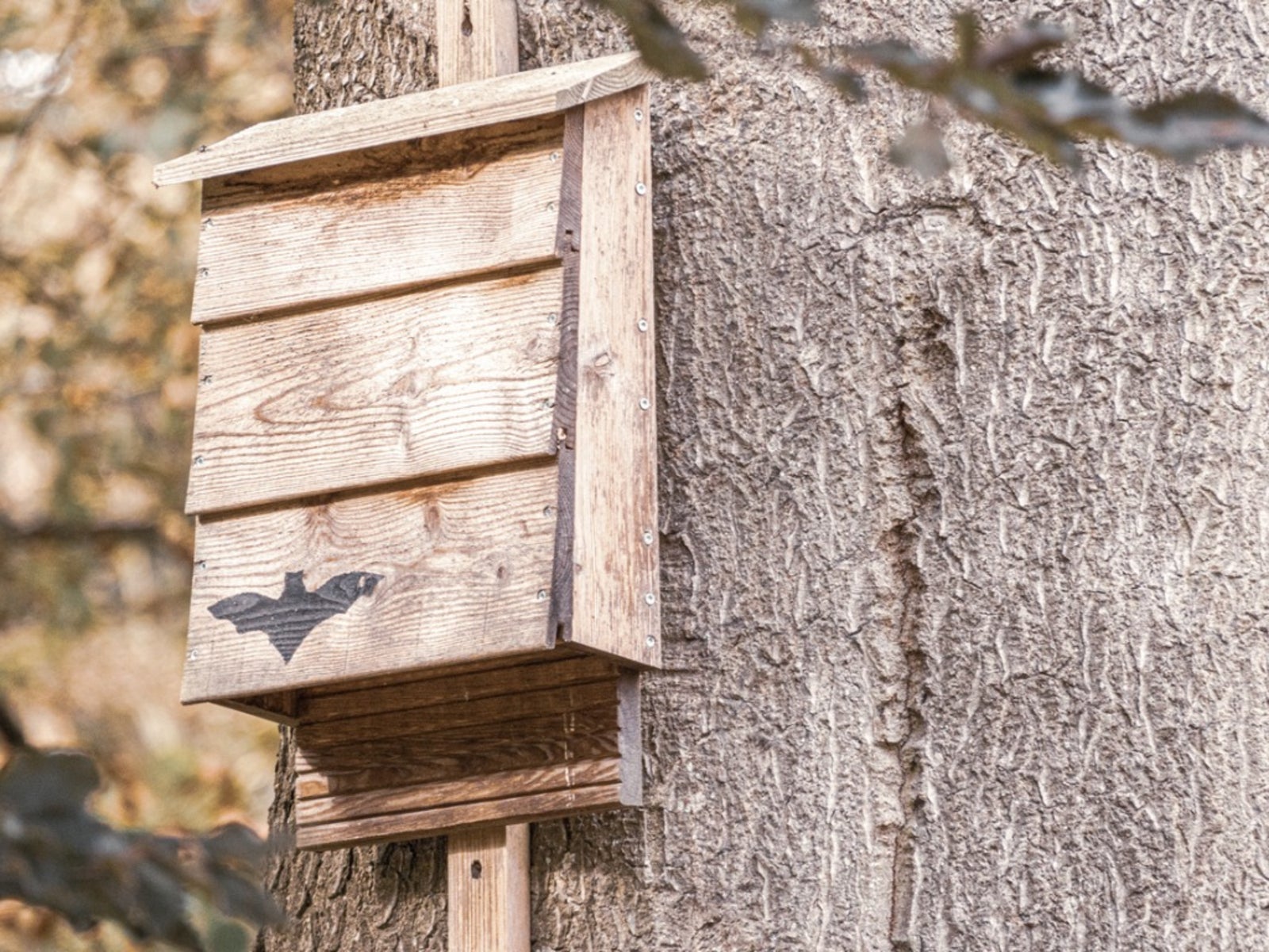 Bat houses – a guide to creating a roosting box for bats