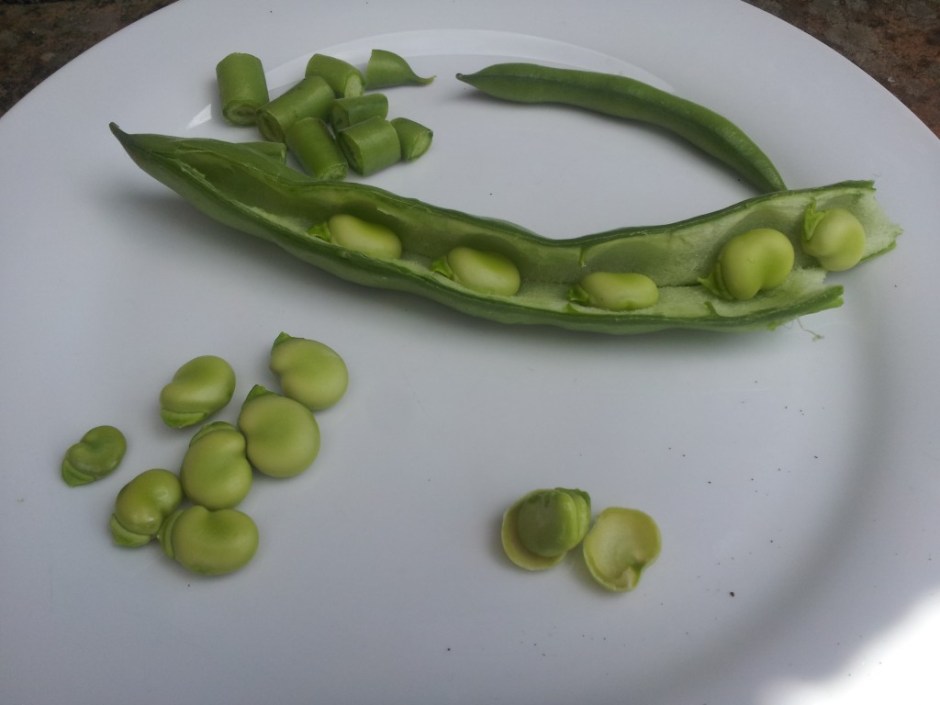 How to harvest fava beans without damaging the plant