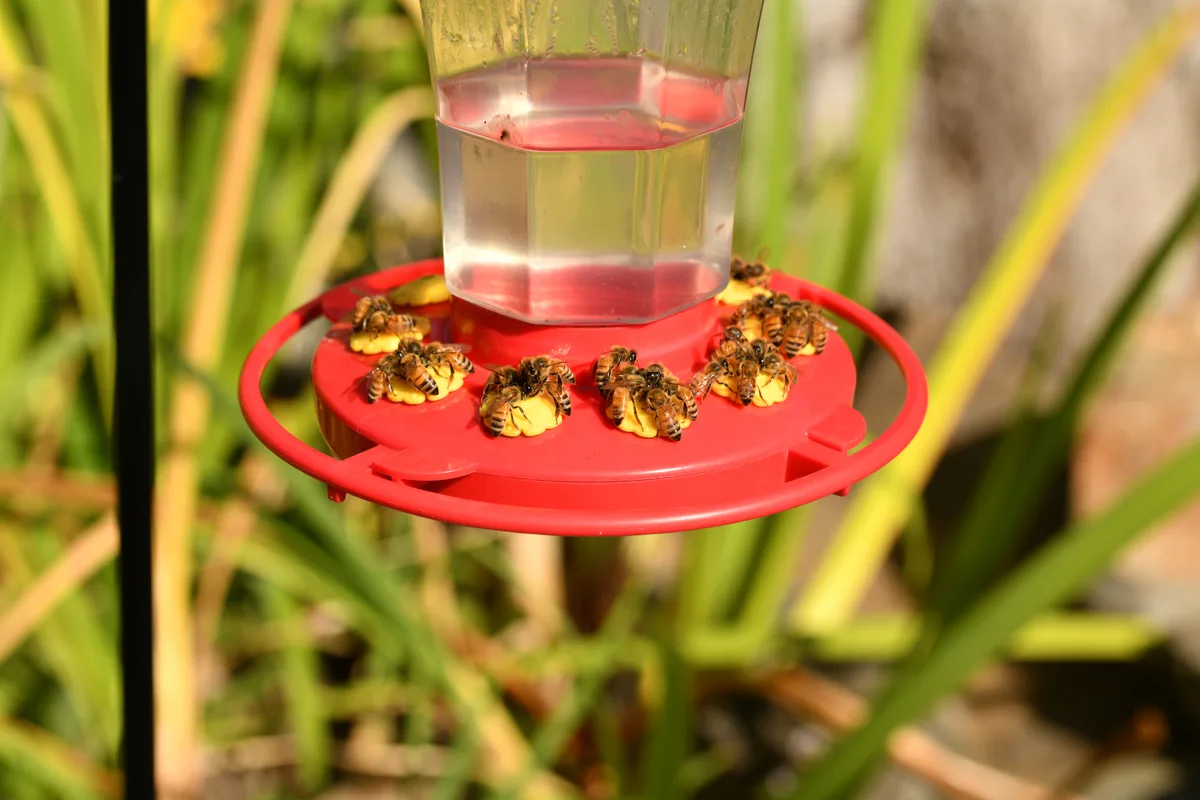 What is a bee watering station?