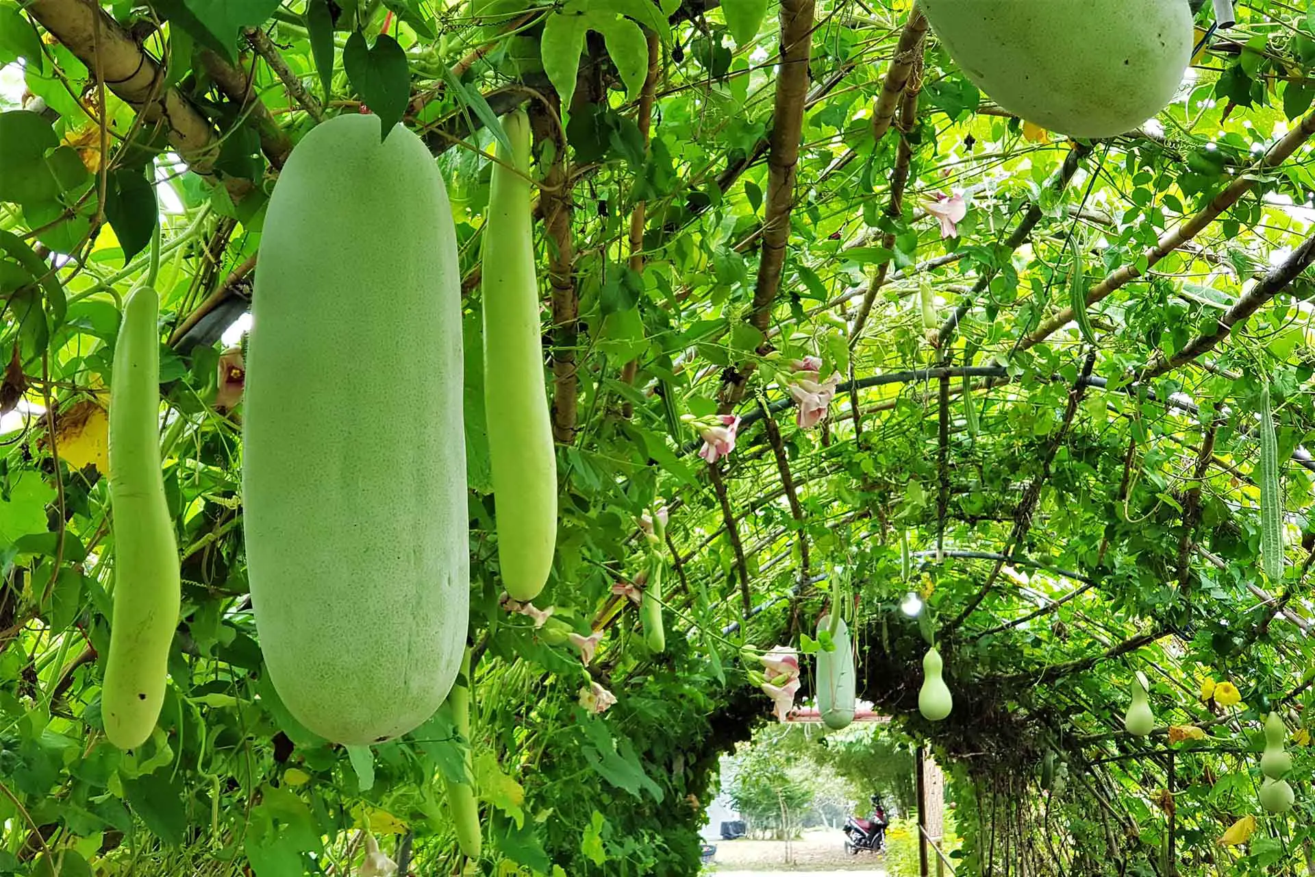 Gourds as a versatile plant