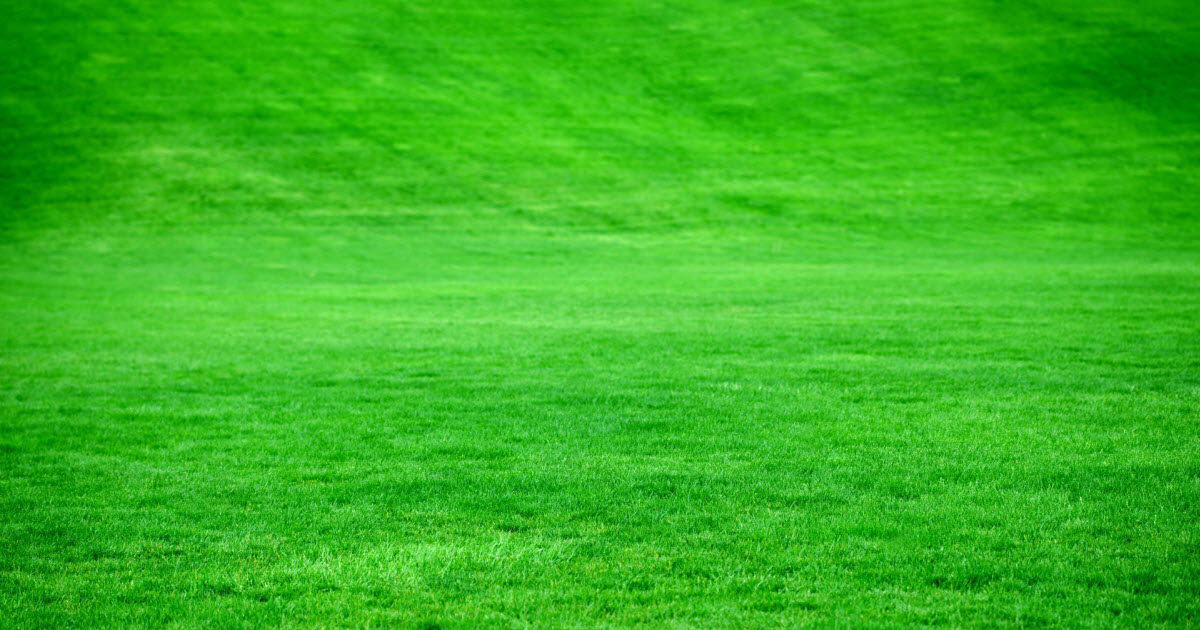 Which grass seed is best for overseeding Experts reveal their top choices