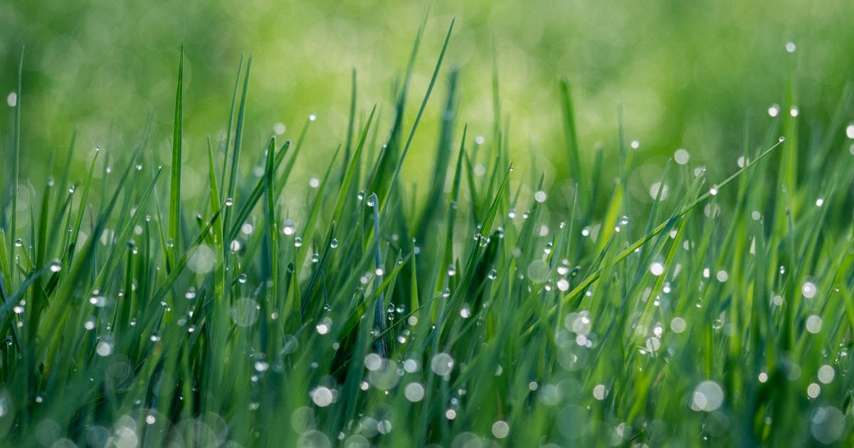 Can you fertilize in the rain Lawn care experts share their tips for best practice