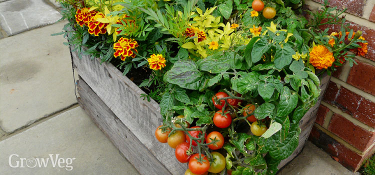 What to plant in May – the best flowers herbs and vegetables to grow
