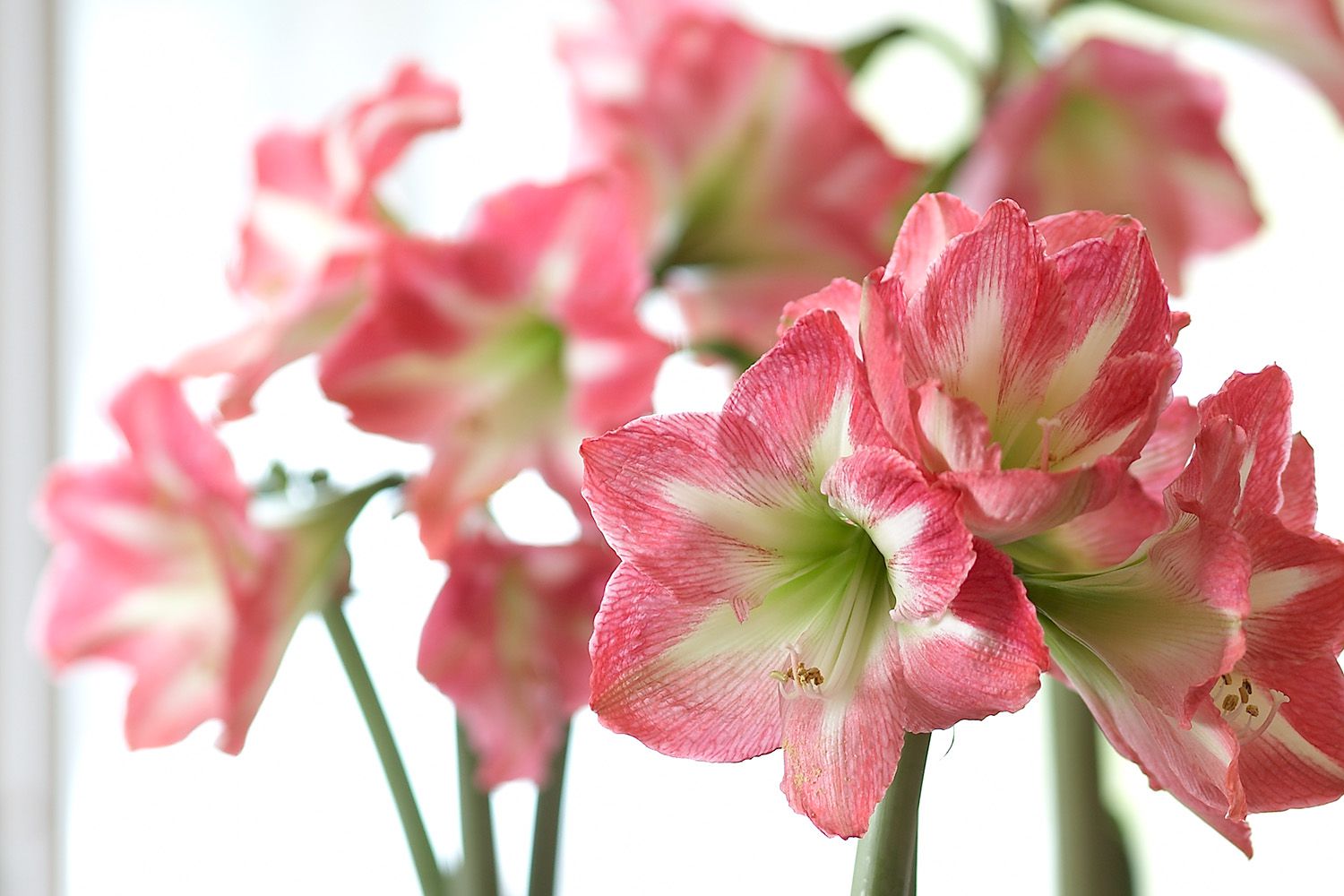 What do you do with an amaryllis after it blooms Don't discard it – follow these tips instead