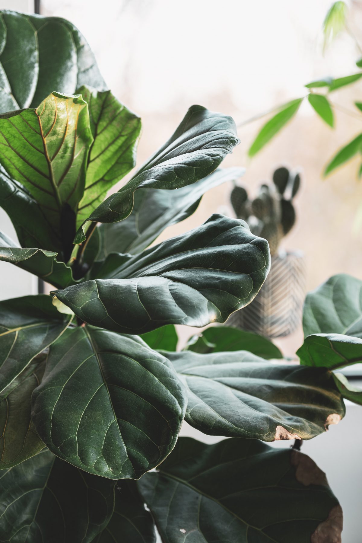 How to repot a fiddle leaf fig – 5 easy steps to follow so your plant will flourish