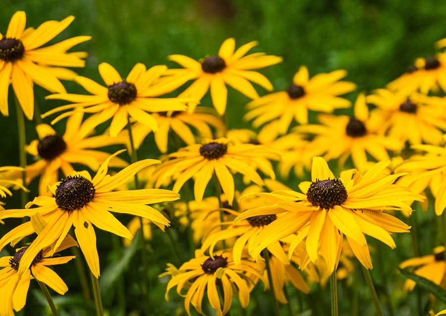 When do black eyed Susans bloom And how to extend their flowering season