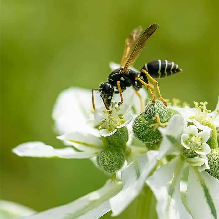 Best wasp repellent plants – 10 plants to keep these nuisance pests at bay