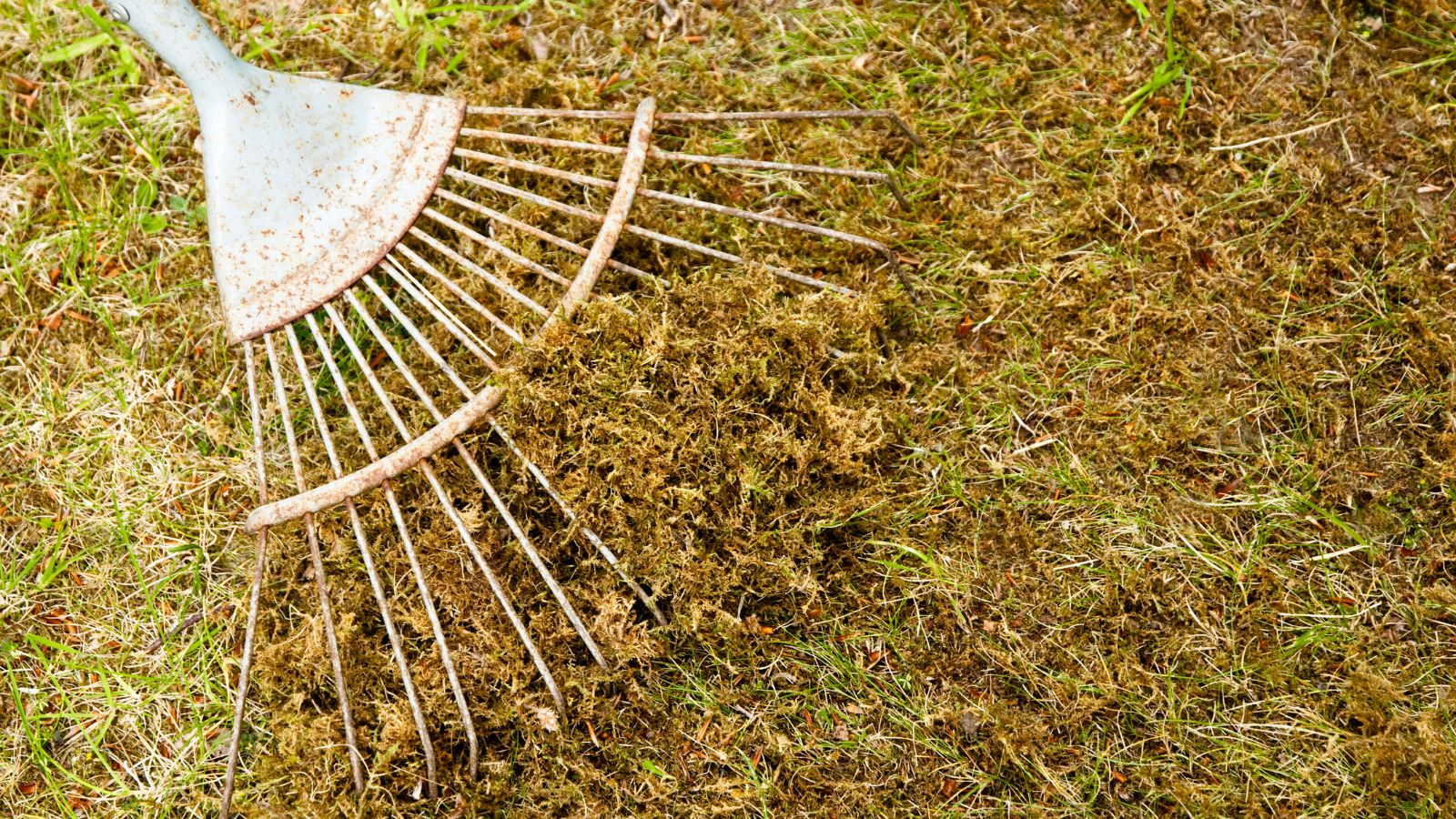 How to scarify a lawn with a rake
