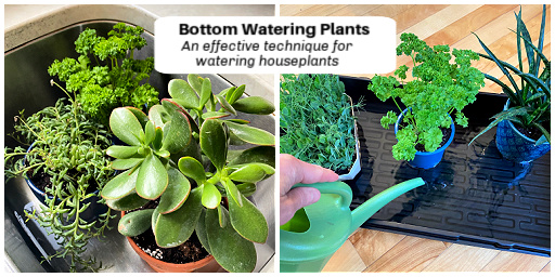 Do any plants have to be watered from the bottom
