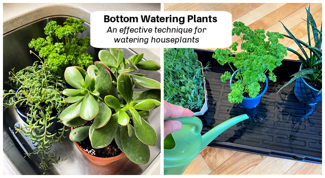 Can you overwater plants by bottom watering