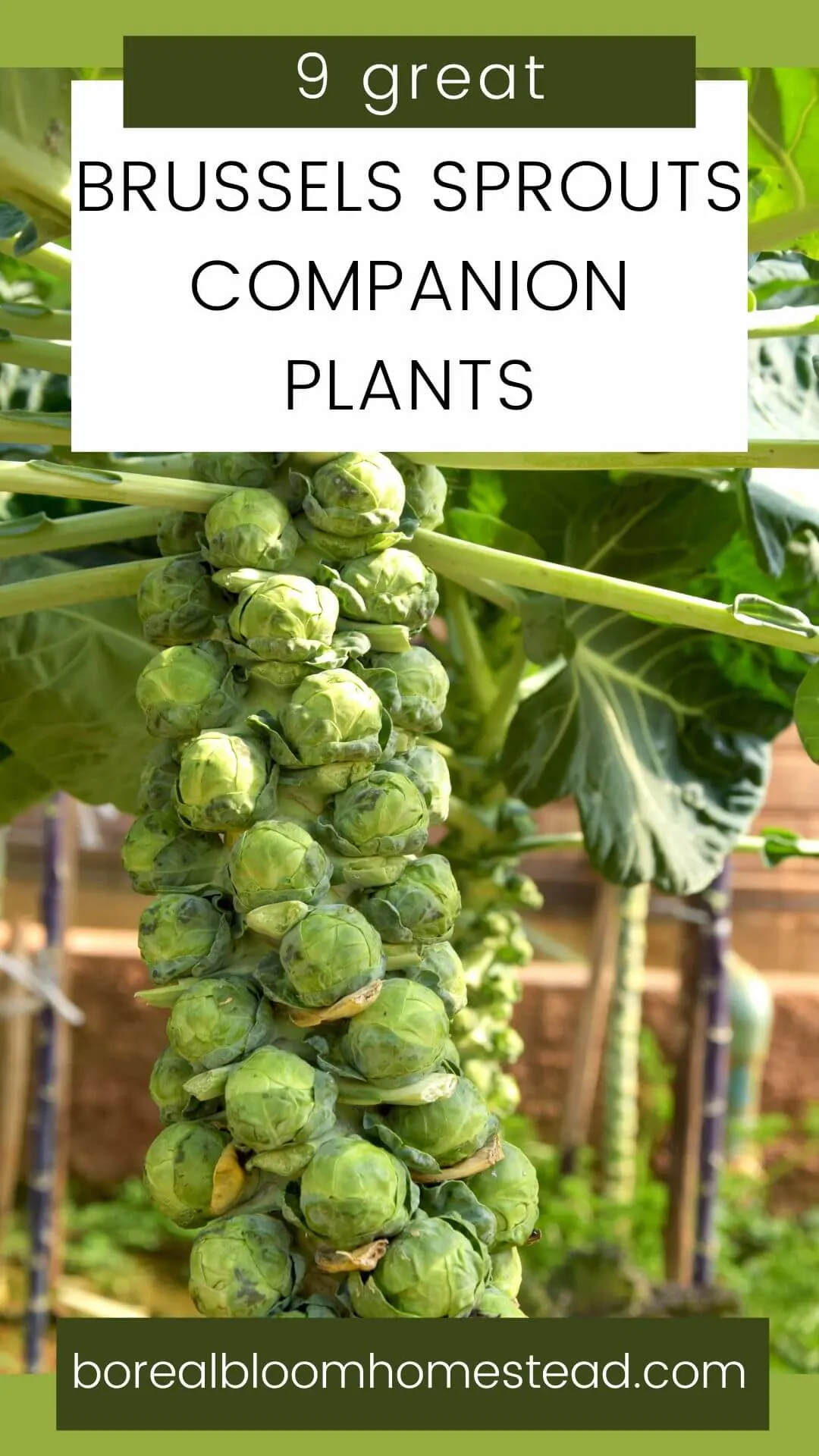 How many brussels sprouts do you get from one plant